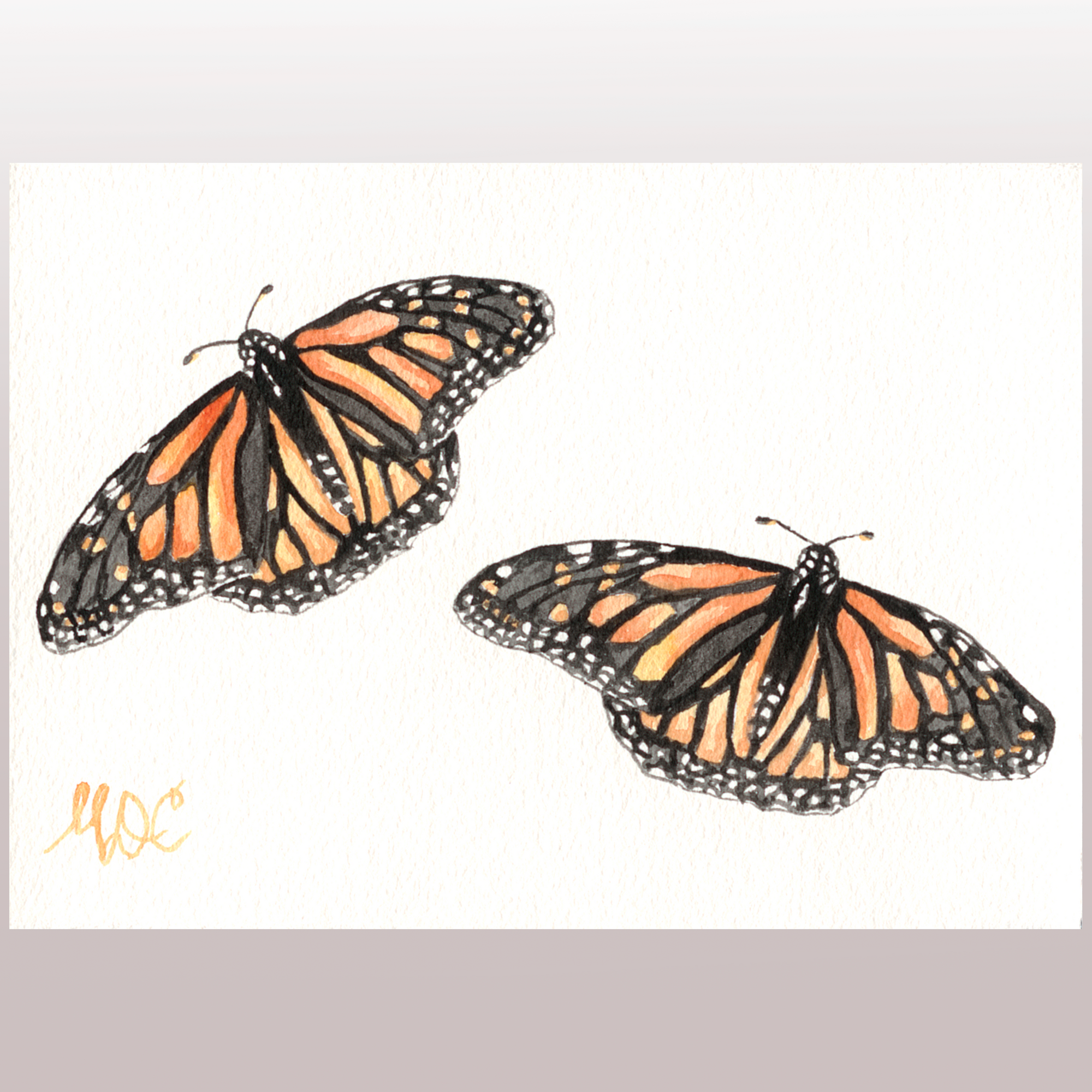 watercolor art monarch butterfly - Maggi Cummings Art