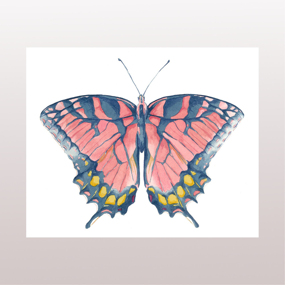 Pink and Blue Butterfly