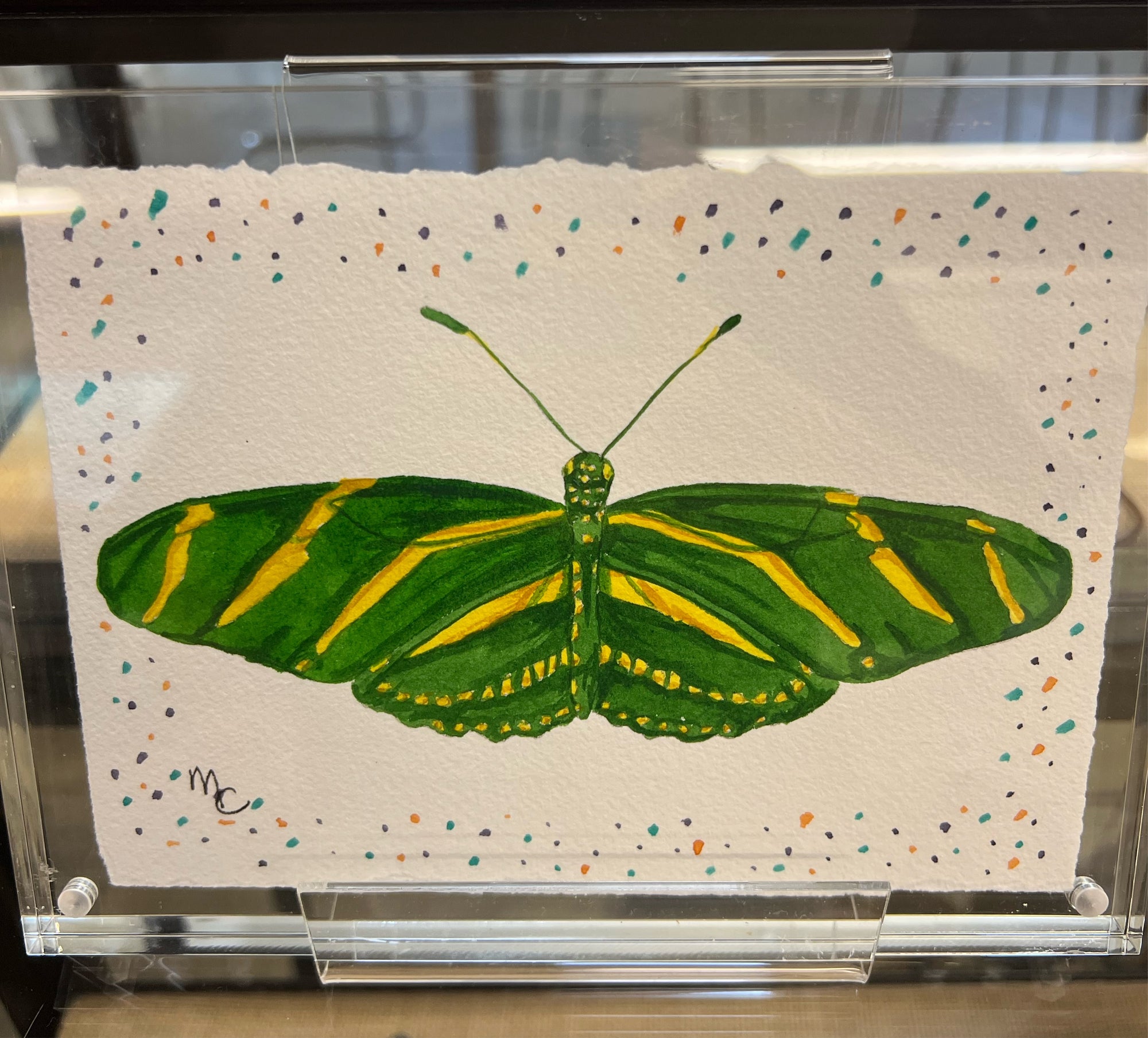 Green Zebra Butterfly with border in acrylic frame