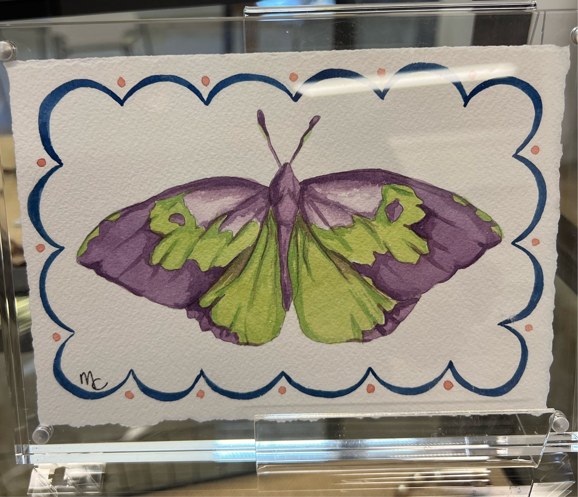 Southern Dogface Butterfly with border in acrylic frame